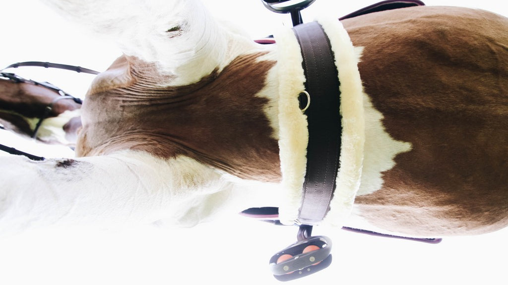 Heb jij wel een meetlint? De must-have voor iedere paardeneigenaar