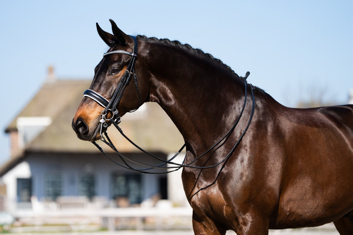TRUST hoofdstel Wellington Stang & Trens wit onderlegd Zwart