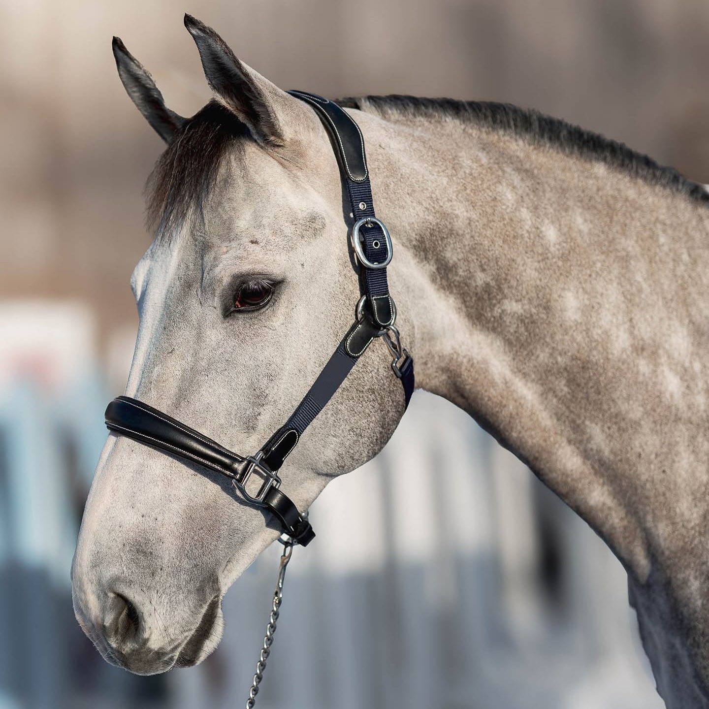 HFI Leren Halster Mixed met Nylon Details Zwart