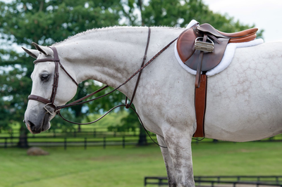 Hunter & Equitation