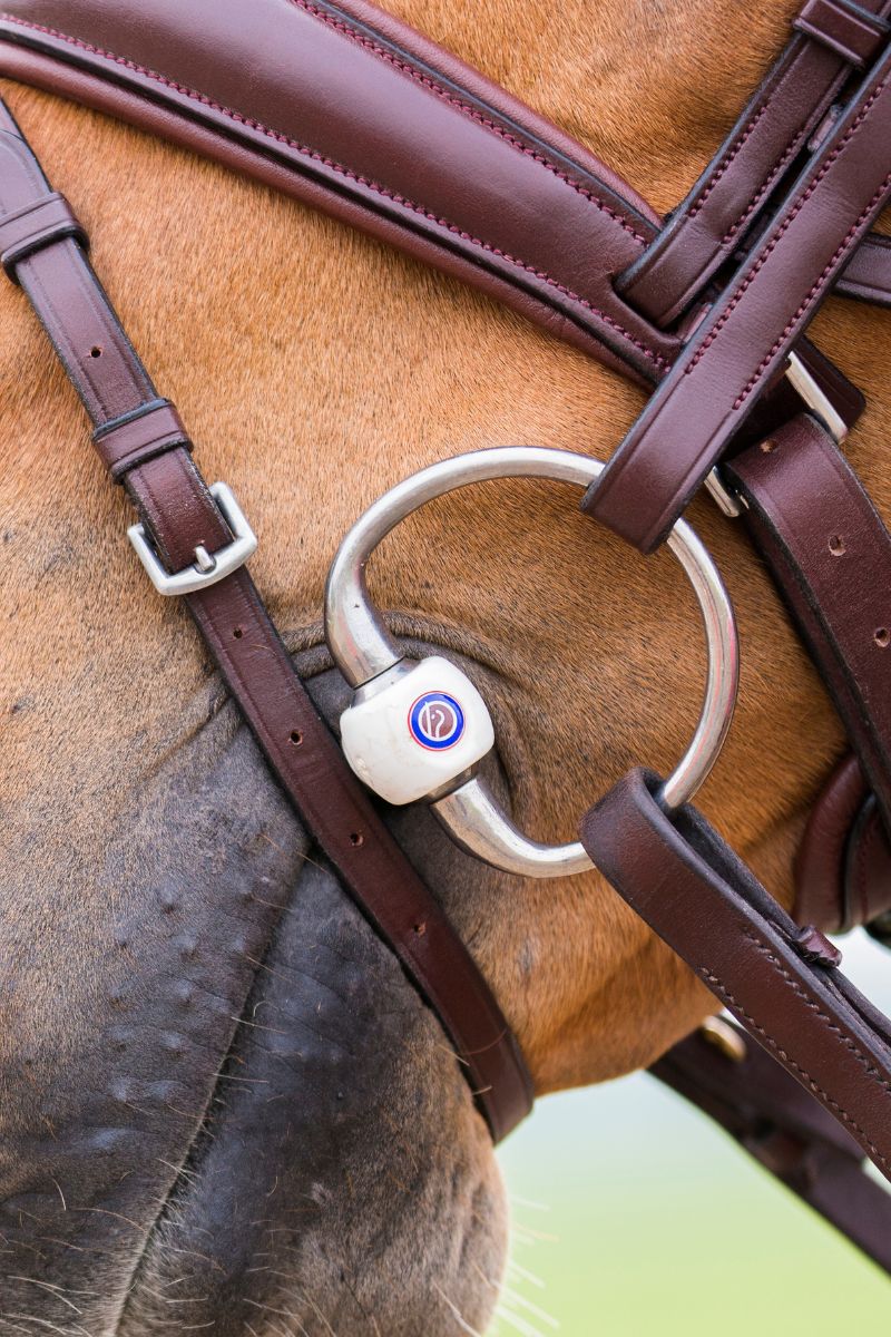 Welk bit zal het beste zijn voor uw paard Welk bit zal het beste zijn voor uw paard