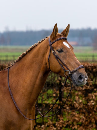 TRUST hoofdstel Barcelona lage neusriem gouden gespen Bruin