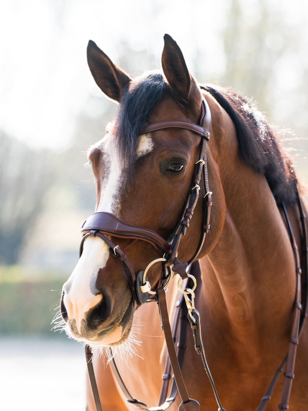 TRUST hoofdstel Falsterbo T-Motion zilveren gespen Bruin