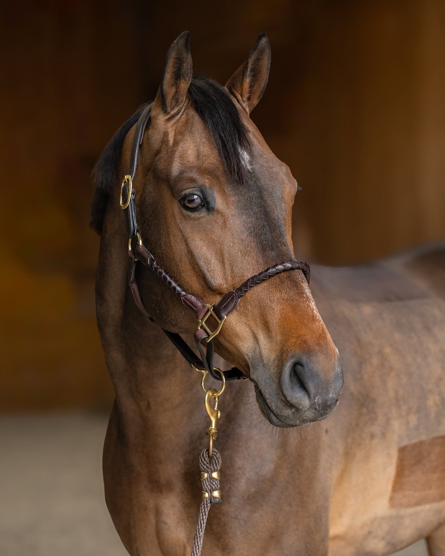 Licol en Cuir HFI Braided