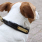 Eskadron E-Dog lederen halsband en hondenriem Bruin