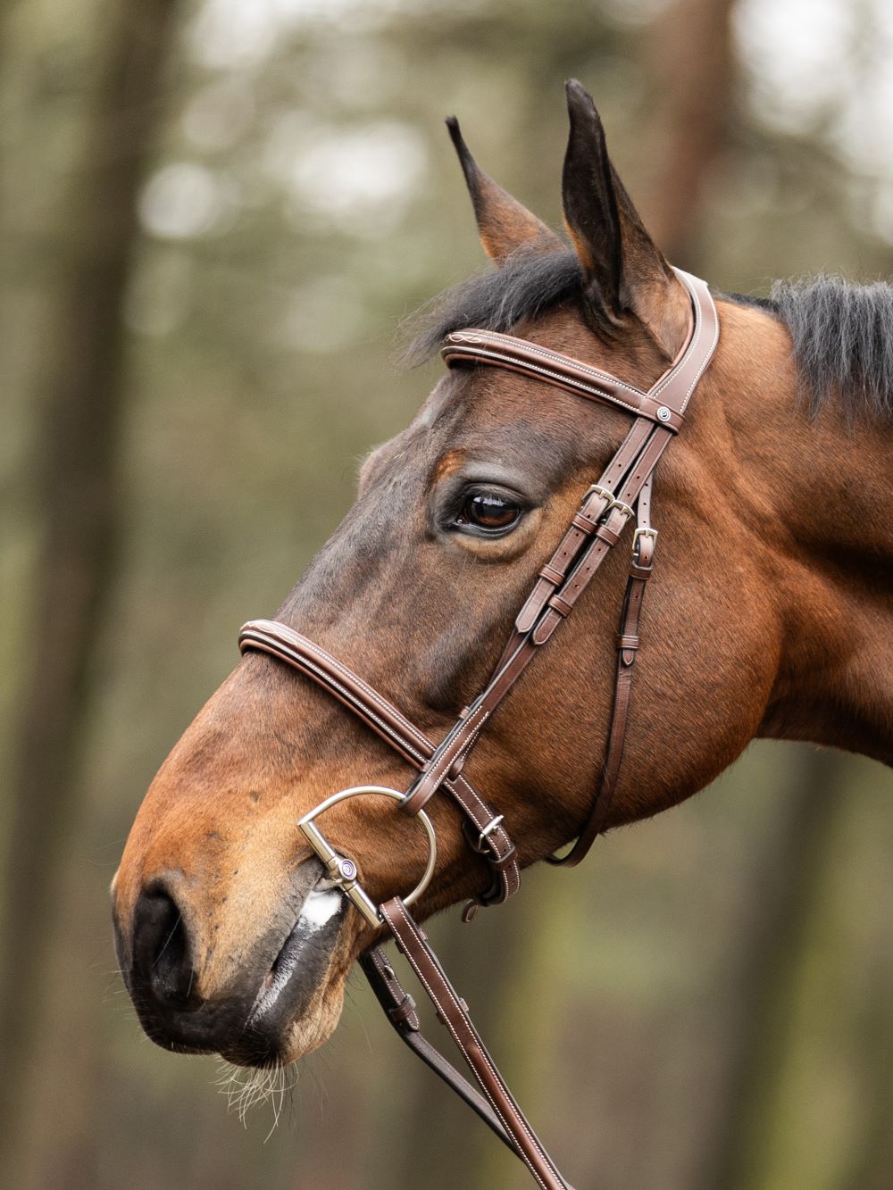 Harnais TRUST Hunter Kentucky boucle en argent Marron