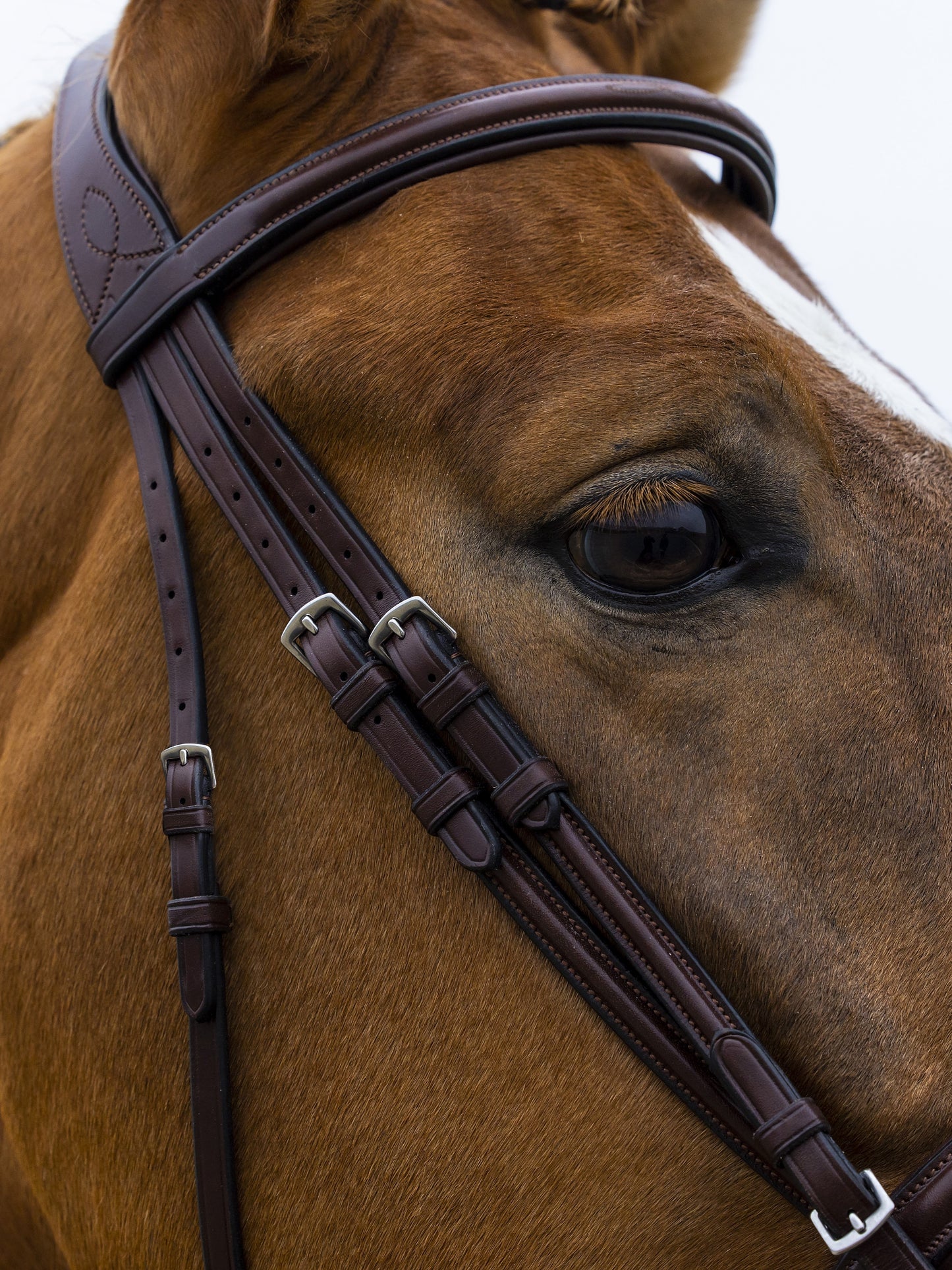 TRUST hoofdstel Knokke  gecombineerde neusriem zilveren gesp Bruin