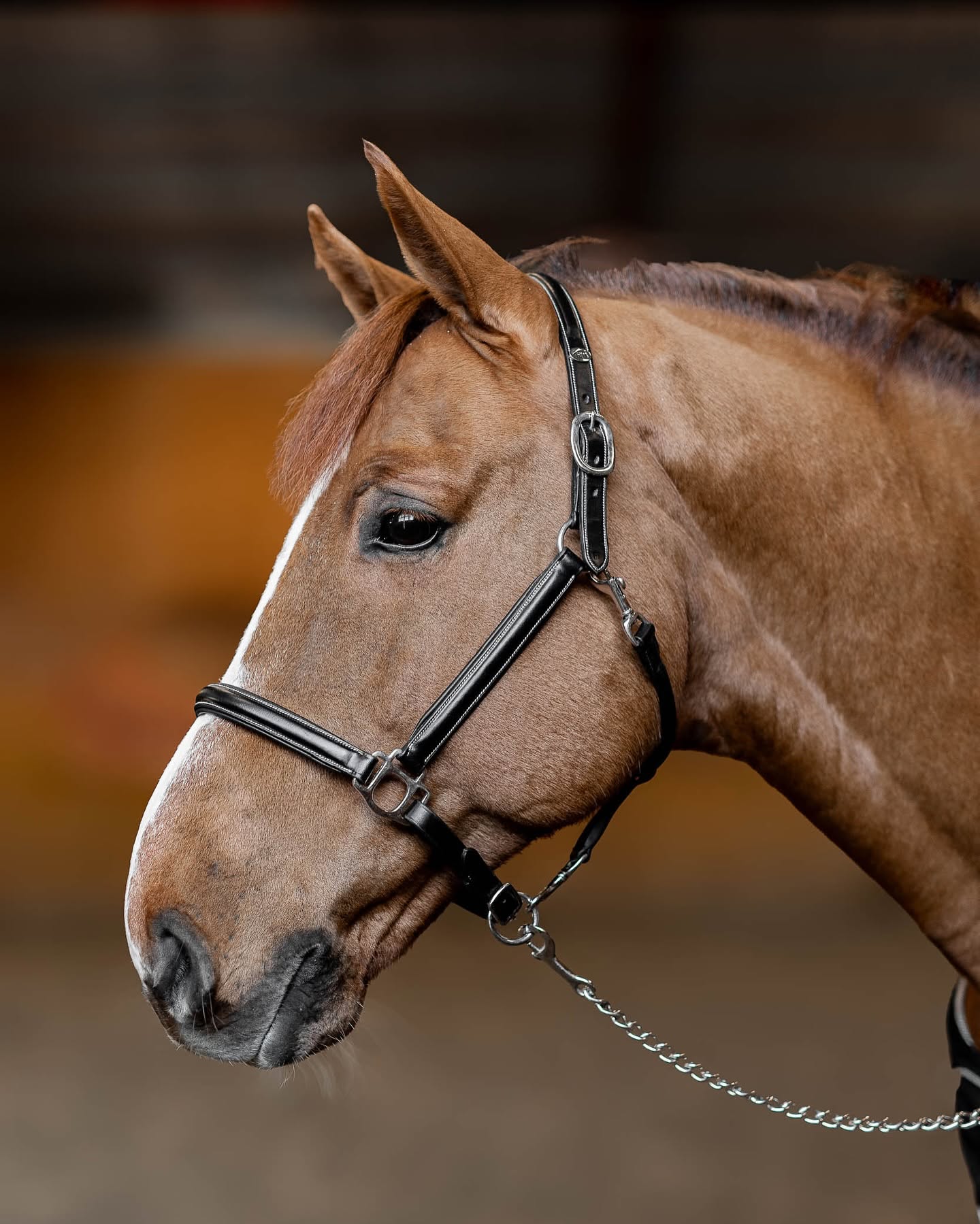 HFI Licol en Cuir Little Groom