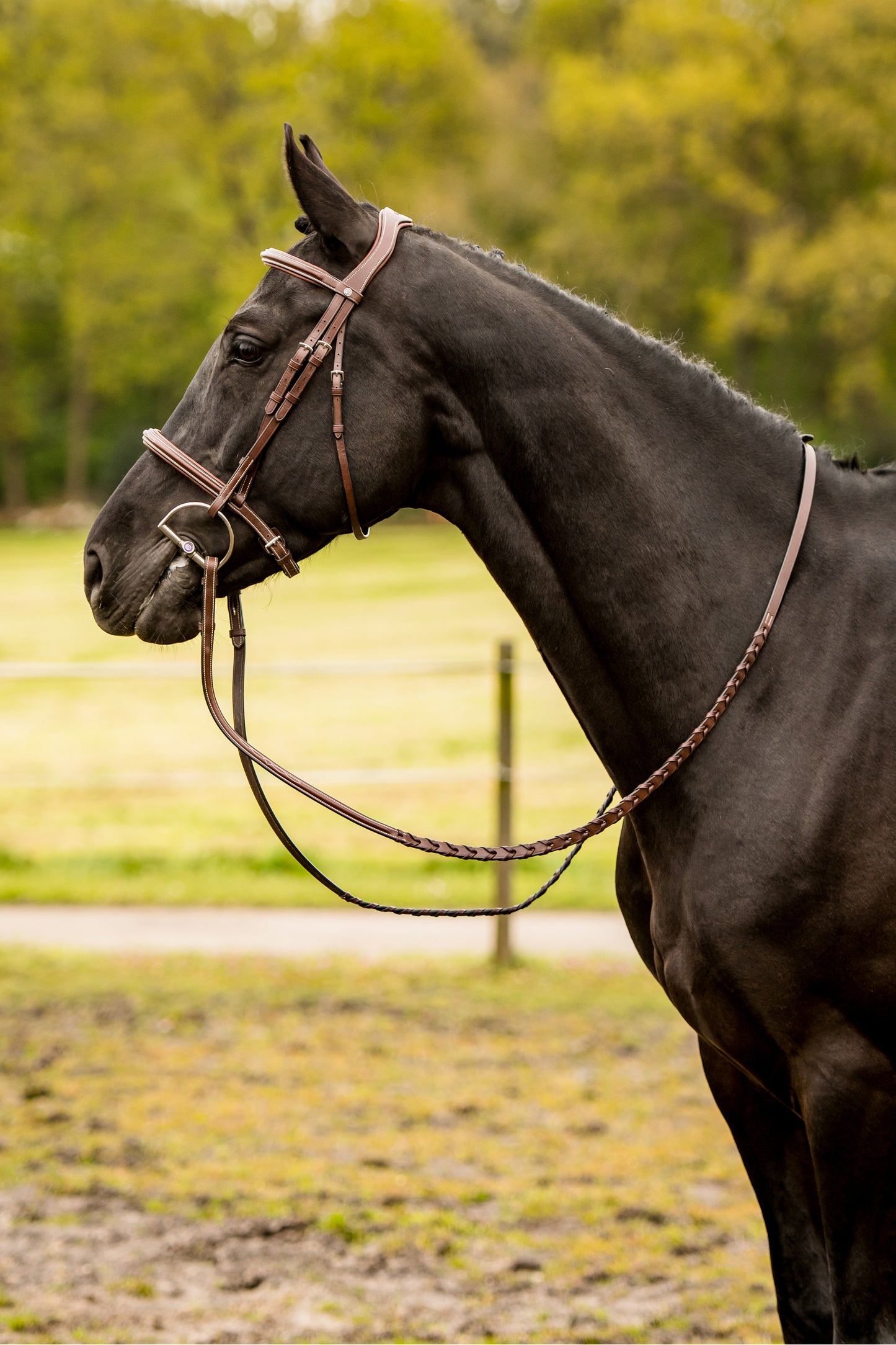 TRUST hoofdstel Hunter Kentucky zilveren gesp Bruin