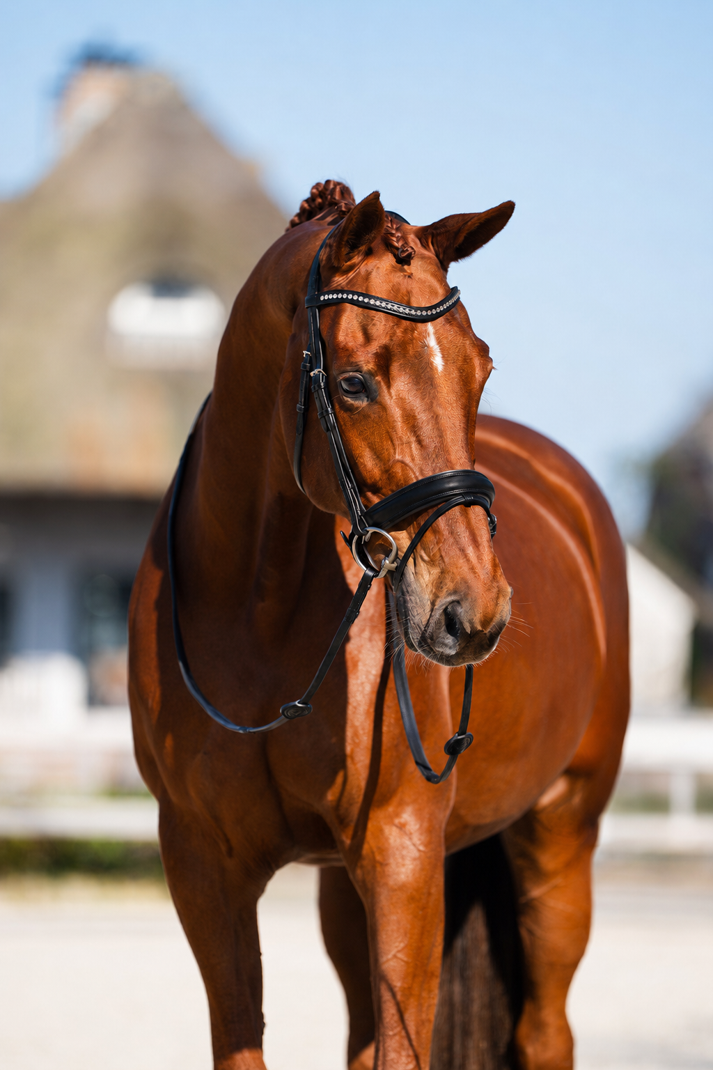 TRUST bridle Verden black padded Black