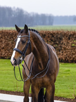 TRUST hoofdstel Wellington Stang & Trens zwart onderlegd Zwart