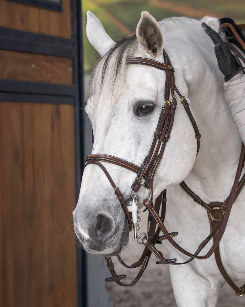 HFI Stang & Trens Hoofdstel Springen