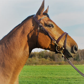 Equilook Hoofdstel Professional gecombineerde neusriem - equi-exclusive