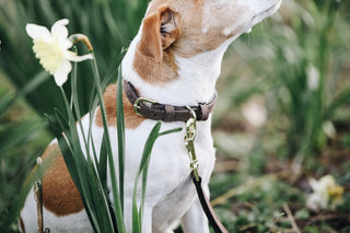 Kentucky Dogwear Halsband Velvet