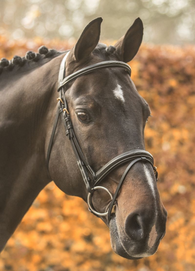 LJ Leathers New Pro hoofdstel gecombineerde neusriem Zwart Goud kleurig